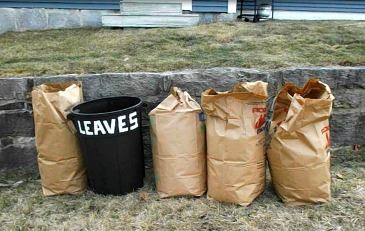 Spring Leaf Collection