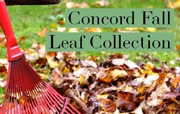 Fall Leaf Graphic