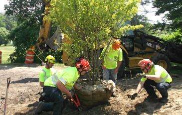 Tree Maintenance Specialist