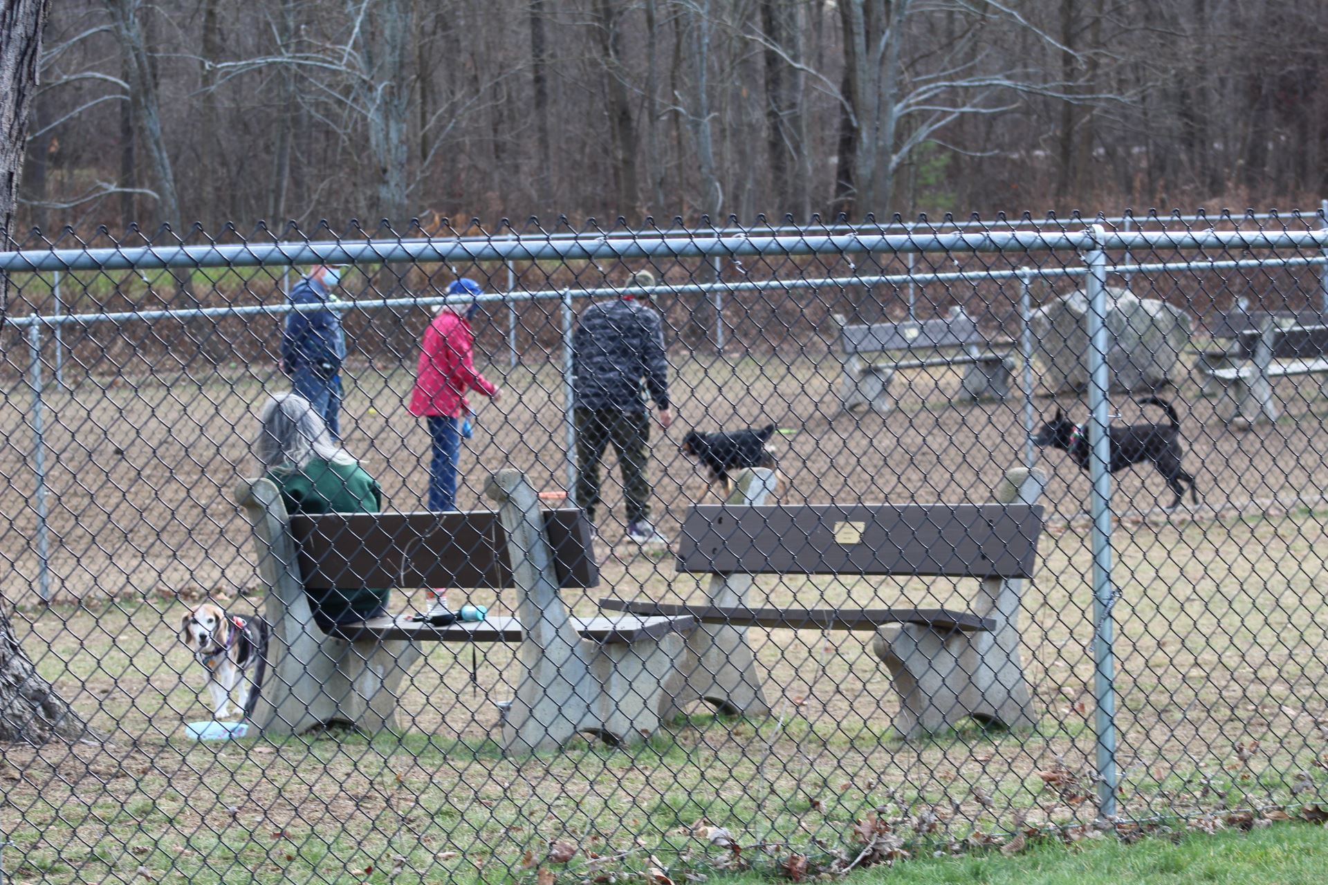 new dog park